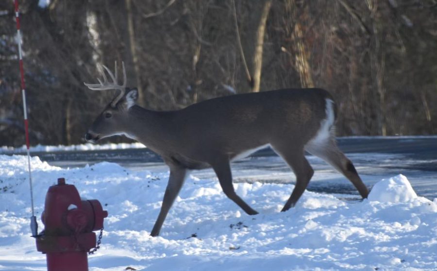 An+8-point+%28%3F%29+whitetail+buck+waltzes+across+the+road+on+a+cold+Saturday+afternoon+south+of+Amherst.+