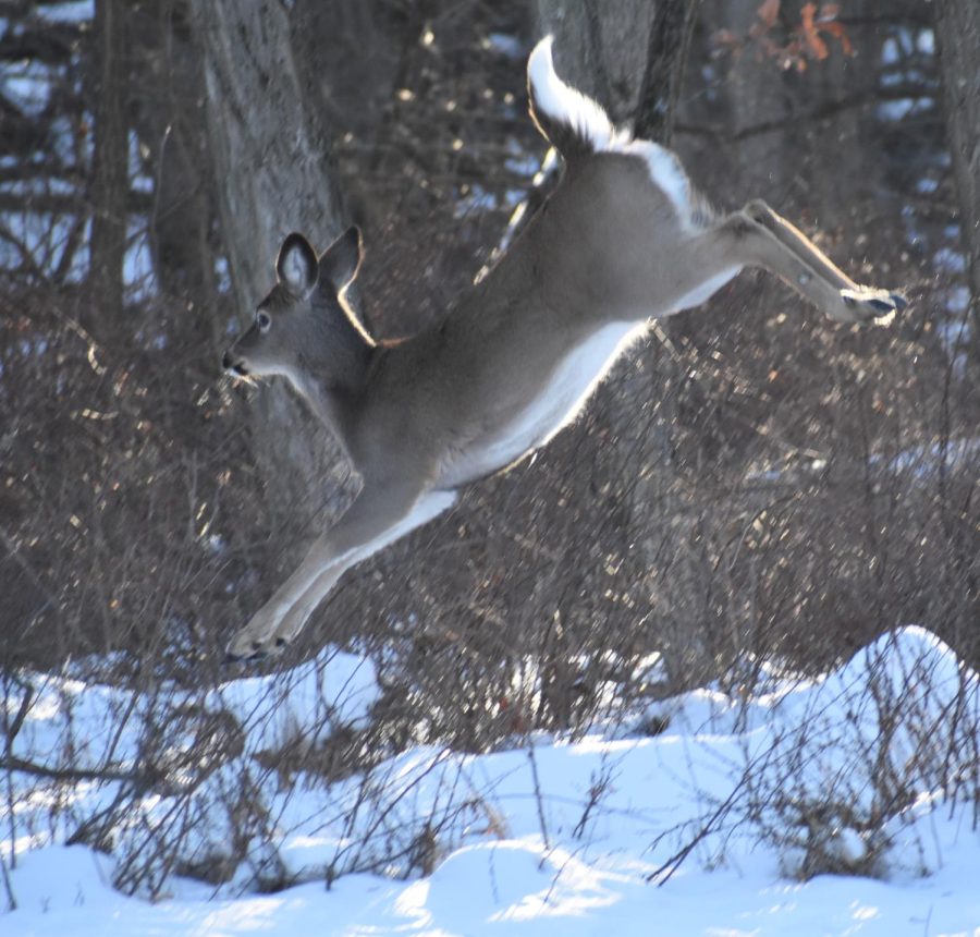 The+whitetail+in+flight+is+an+extraordinary+leaper.+