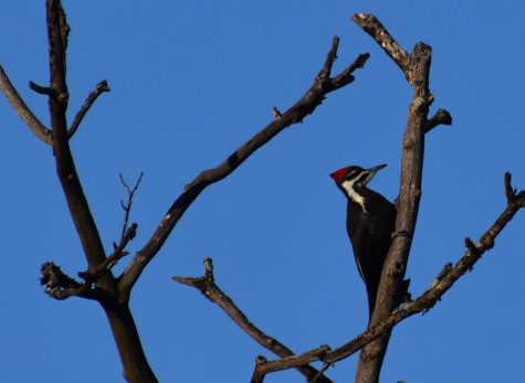 A red-topped woodpecker goes to work on a dead tree branch. 