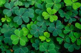 The four leaf clover is green and reminds many about Saint Patricks Day.