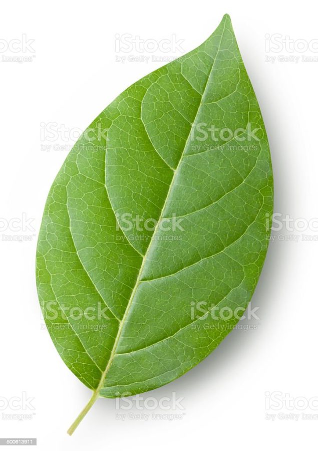 Leaf. Photo with clipping path.