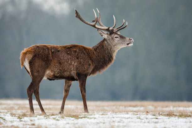 Portrait of majestic Red deer (Cervus elaphus) stag in winter, Noble Red Deer. Unusual antlers.
