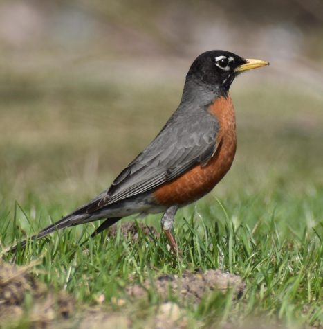 All of Amherst looks forward to return of the robin, our state bird.