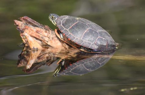 Turtles enjoy those two nice days we had in ALL OF APRIL!