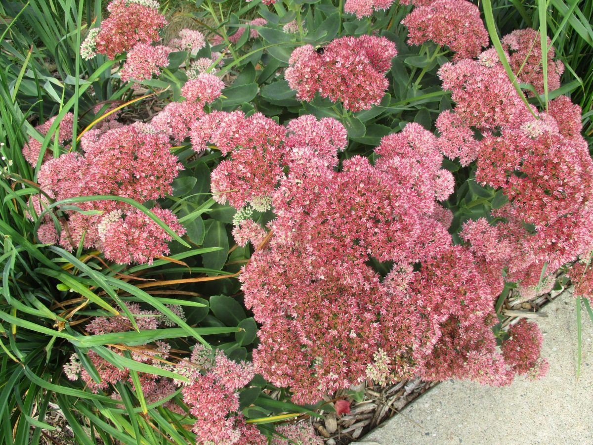 Sedum Autumn Joy flower in the fall
