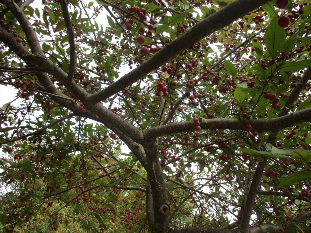 North Star Cherry tree in fall