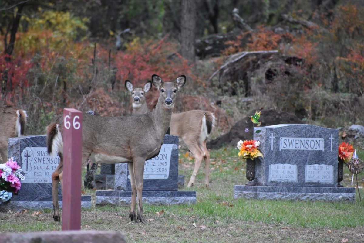 A pair of does seek refuge in a local cemetery. 