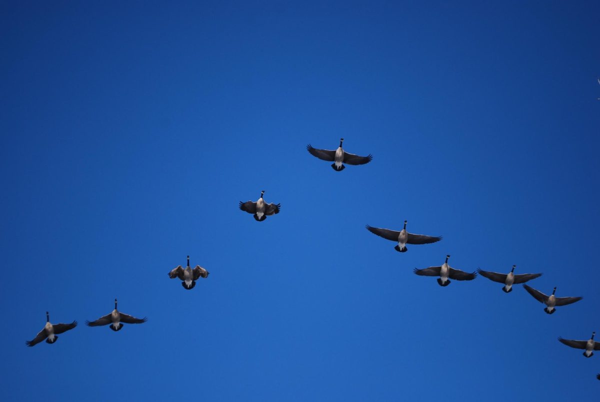 Birds fly overhead in the clear blue sky.