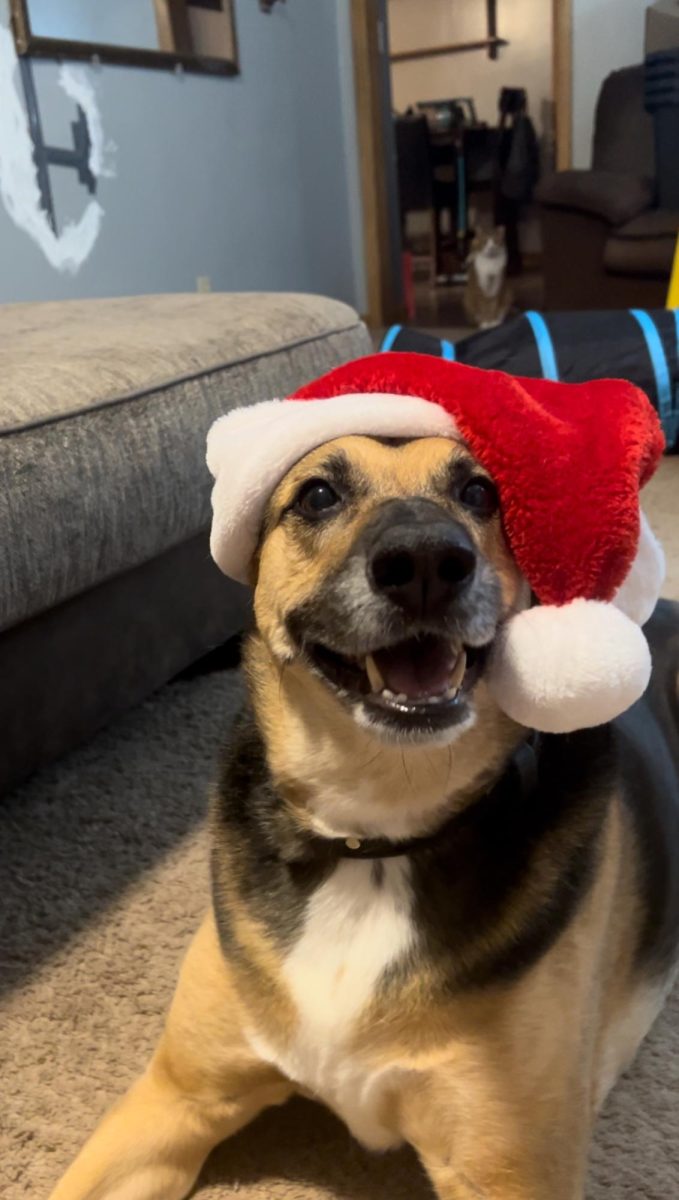 Tabby, a German shepherd black lab mix dog, celebrates the holidays as well with her family.