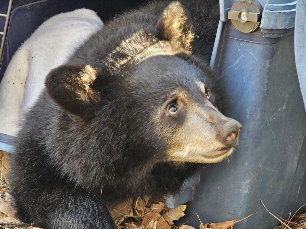 Bear cubs nurtured back to wild