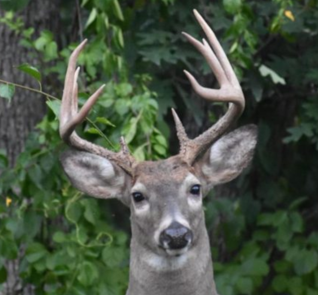 This Waupaca buck was "shot" by Mr. Van Lannen during twilight last October. 