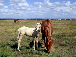 Consider Owning a Horse; it's a Rewarding Experience