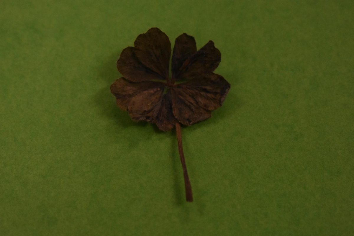 Student Shares A Nine-Leaf Clover