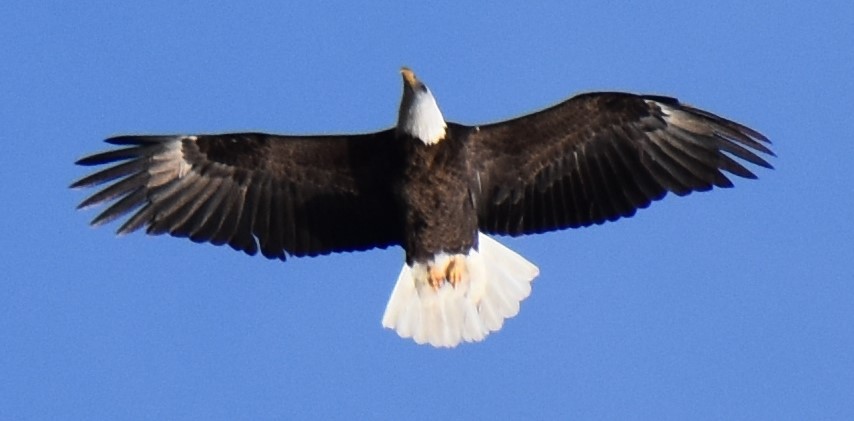 A bald eagle soars above Amherst, a testament to the American spirit. 