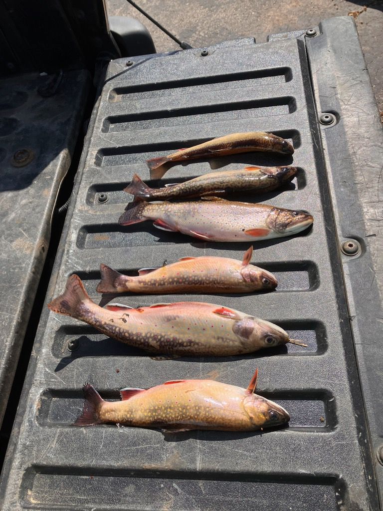 Trout Season Opens to Great Expectations