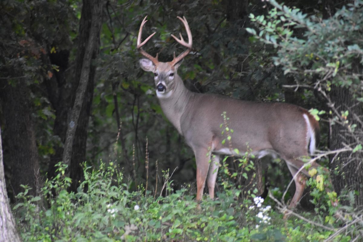 Big bucks roam Portage and Waupaca counties in great numbers. This Waupaca buck paused to seemingly admire the sunset.