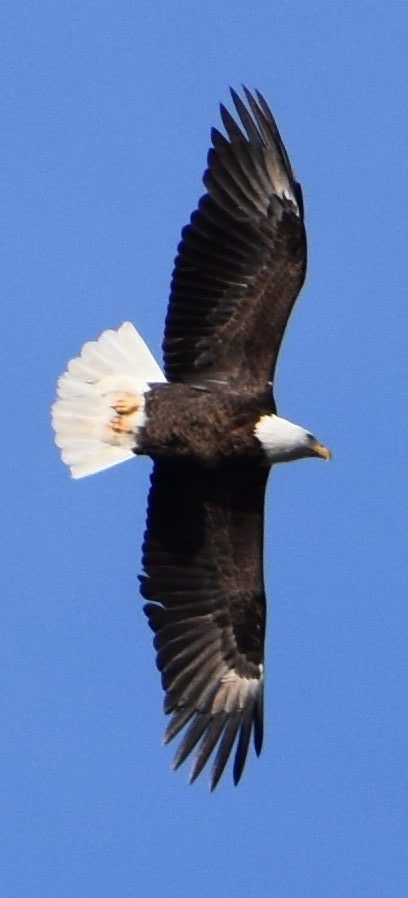 PHOTOGRAPHERS: Seeking Your Favorite Bird Photos