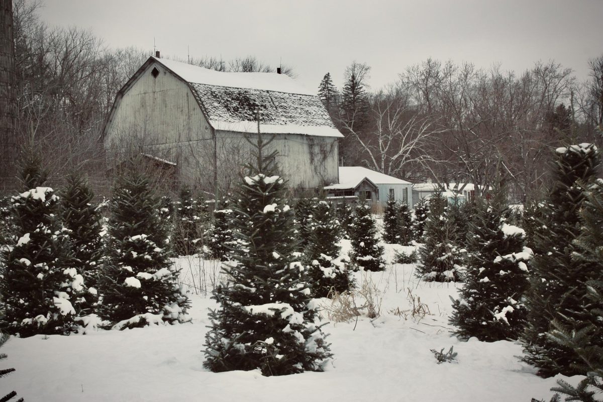 Snow by Faith
