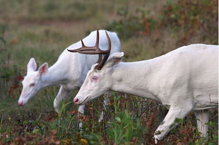 The White Deer of Portage County and Beyond