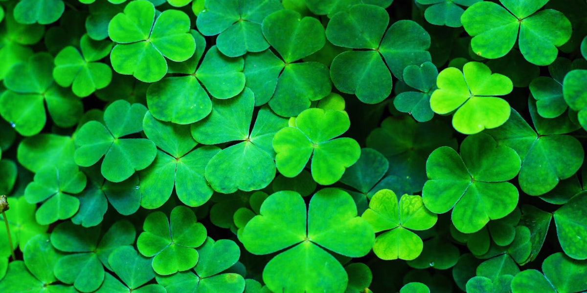 Facts About St. Pat's