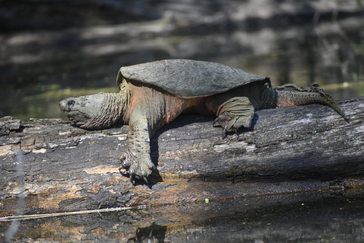 A snapping turtle basks in the in the sun while straddling a fallen tree in a Waupaca pond with the return of summer after what feels like 6 months of continuous winter. Have a great summer all!